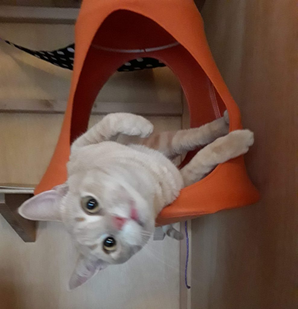 Cat hanging in a hammock at Hotel Sisal Cat Boarding.