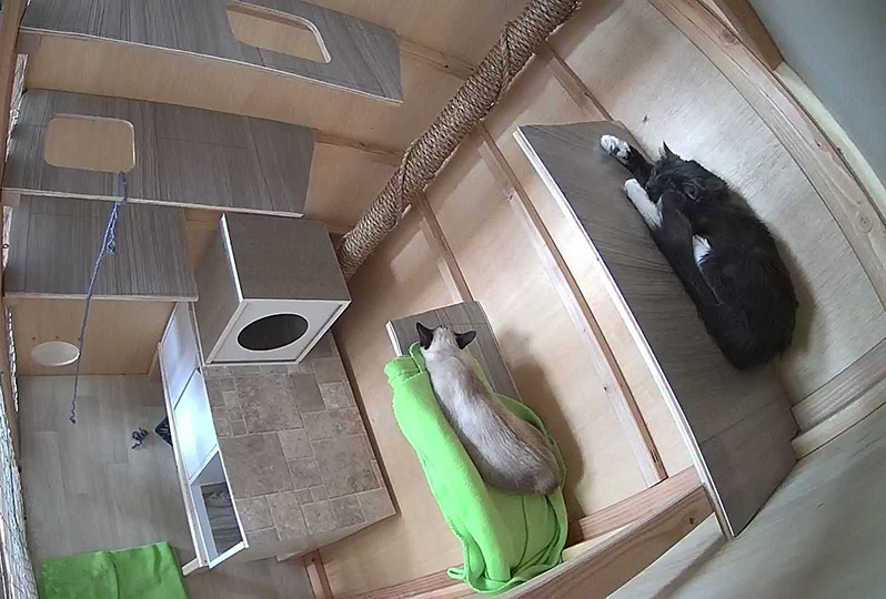 Two cats sleeping soundly in their room, viewed from customer camera.